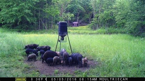 Hog Cams